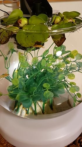 Amazon | テトラ (Tetra) ウォーターフォール アクアリウムカラー WG